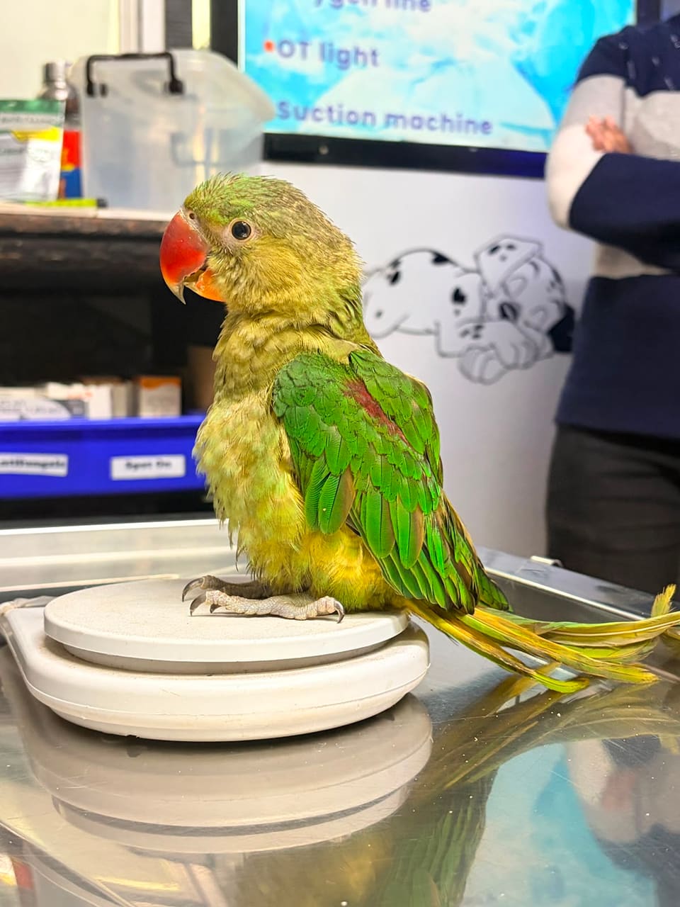 An Alexandrine parakeet standing on the weighing scale during a check-up
