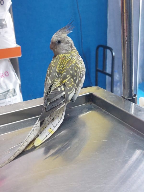 A pied cockatiel on the examination table