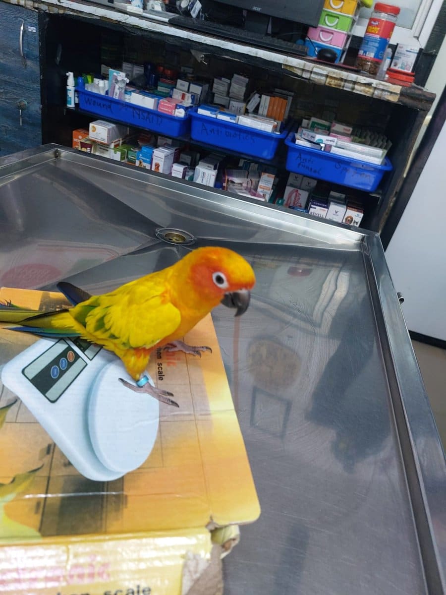 A bright sun conure perched on the scale