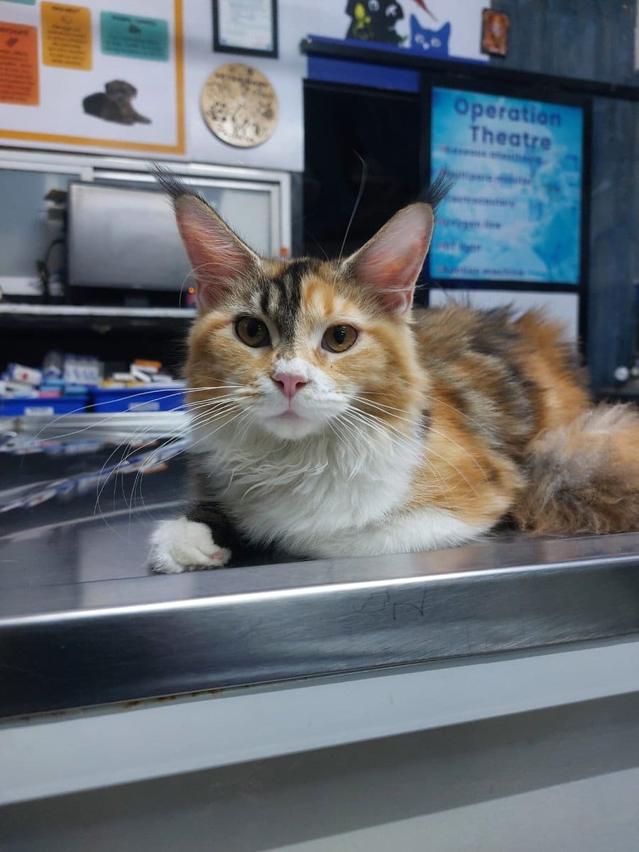 A long-haired calico cat on the table beside the operation theatre sign