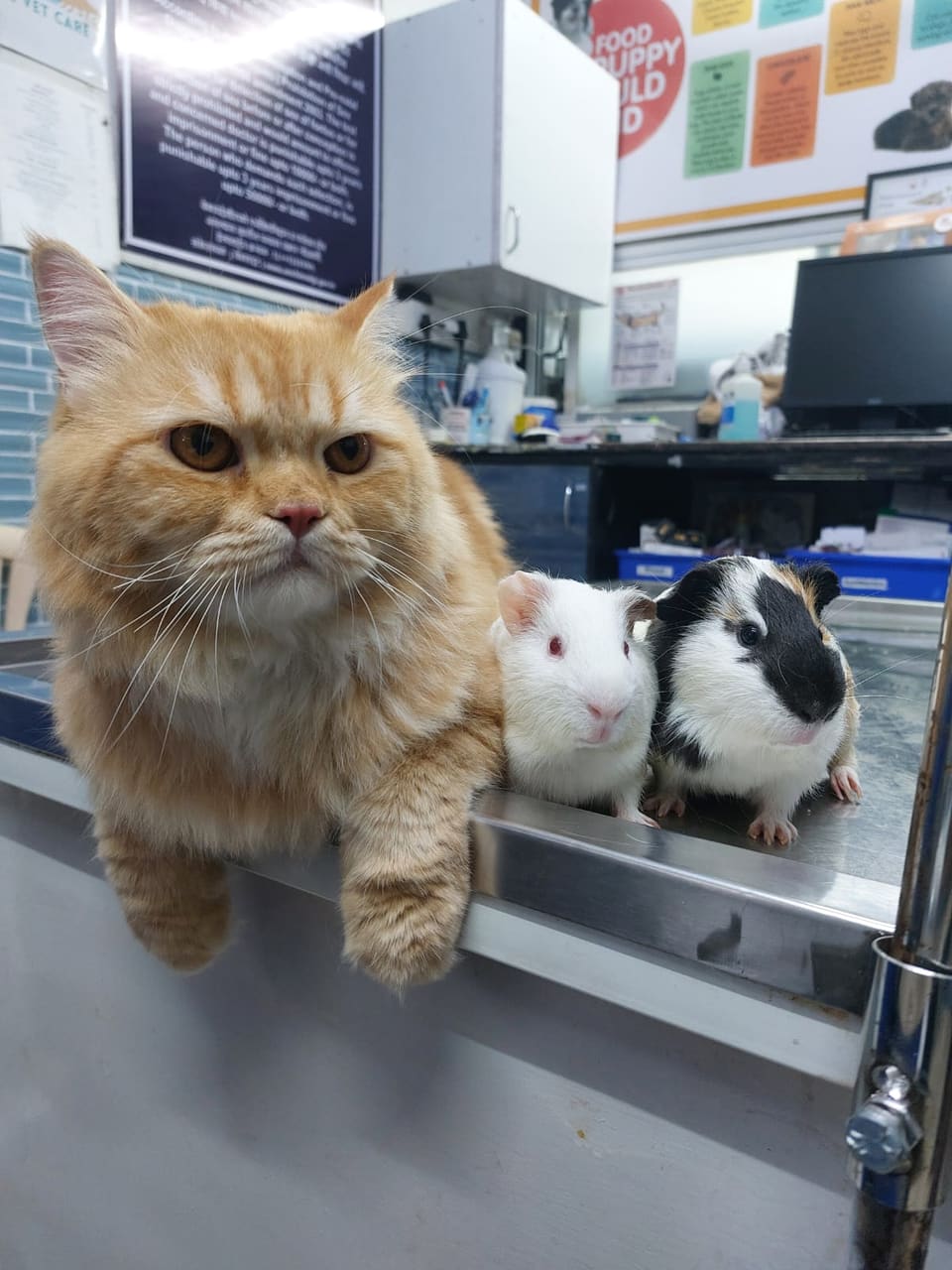 A Persian cat and two guinea pigs peeking over the edge of the table