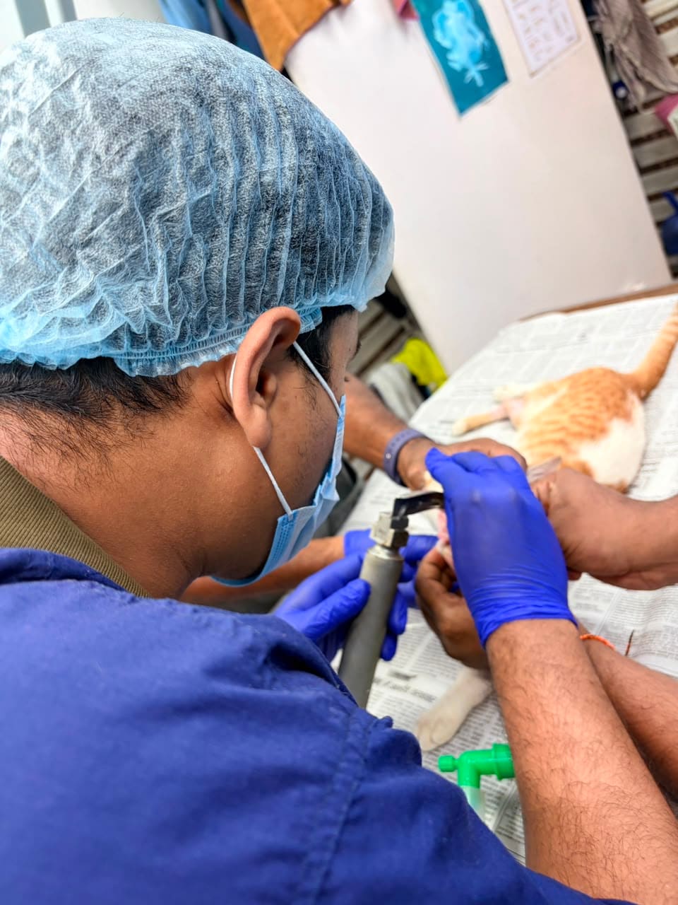 Dental scaling on a cat under anaesthesia, performed by Dr. Pritesh Vidhate
