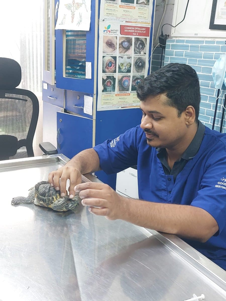 Dr. Pritesh Vidhate examining a turtle on the steel examination table