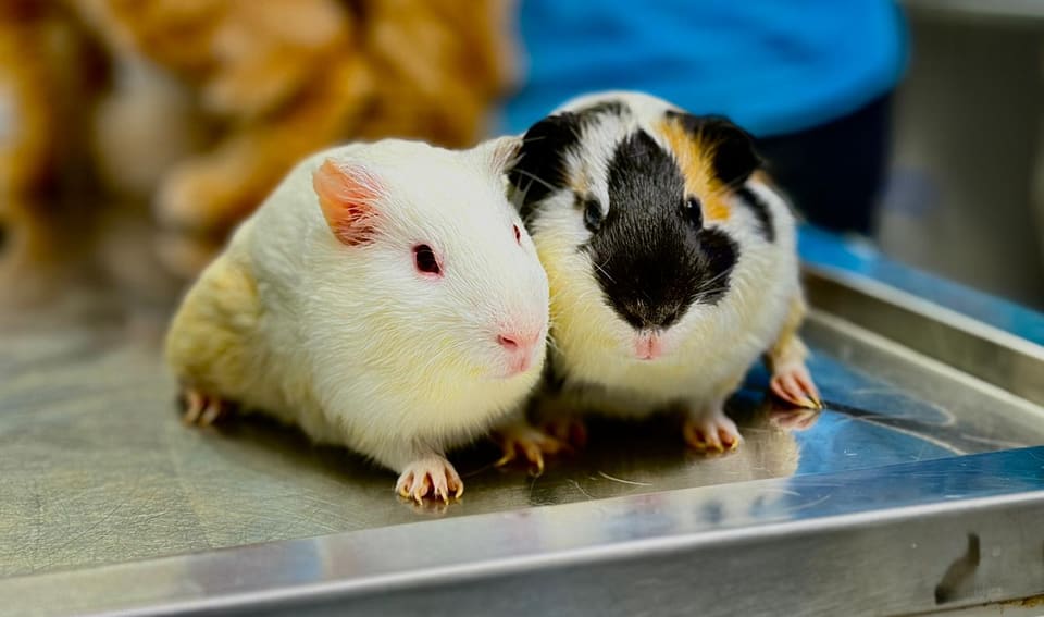 Two guinea pigs side by side on the steel examination table