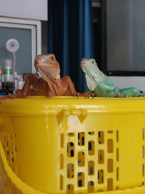 Two iguanas on a basket waiting for their examination