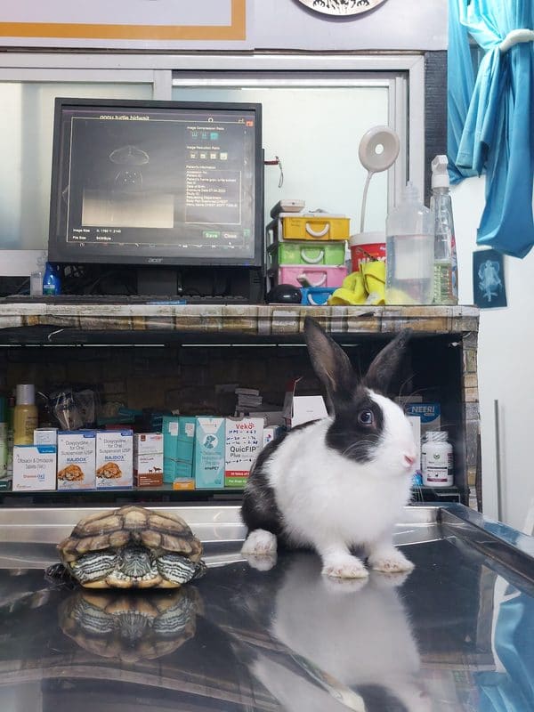 A rabbit and a tortoise in front of the X-ray workstation
