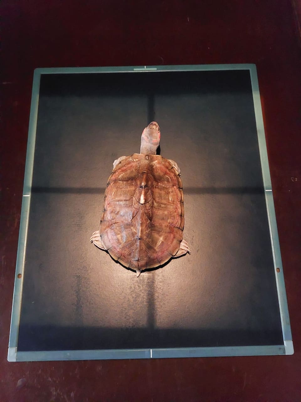 Top view of a turtle on the X-ray cassette ready for a radiograph