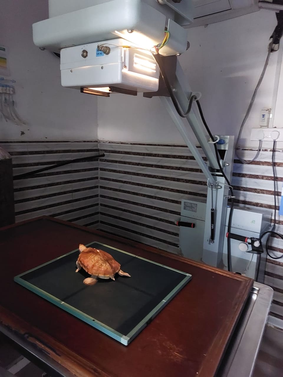 A turtle positioned on the digital X-ray plate beneath the clinic X-ray unit
